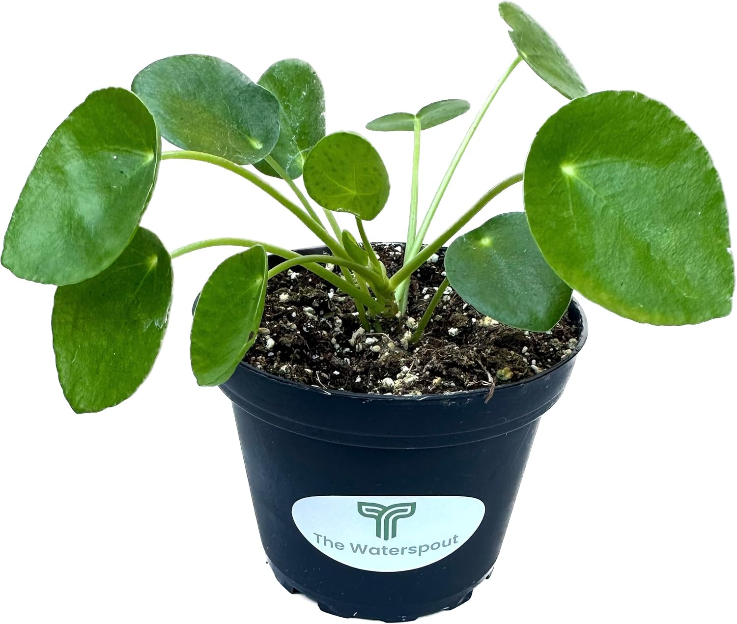 Colecciones de Cactus y Suculentas de 4″ (Planta de Dinero Chino ‘Pilea Peperomioides’)