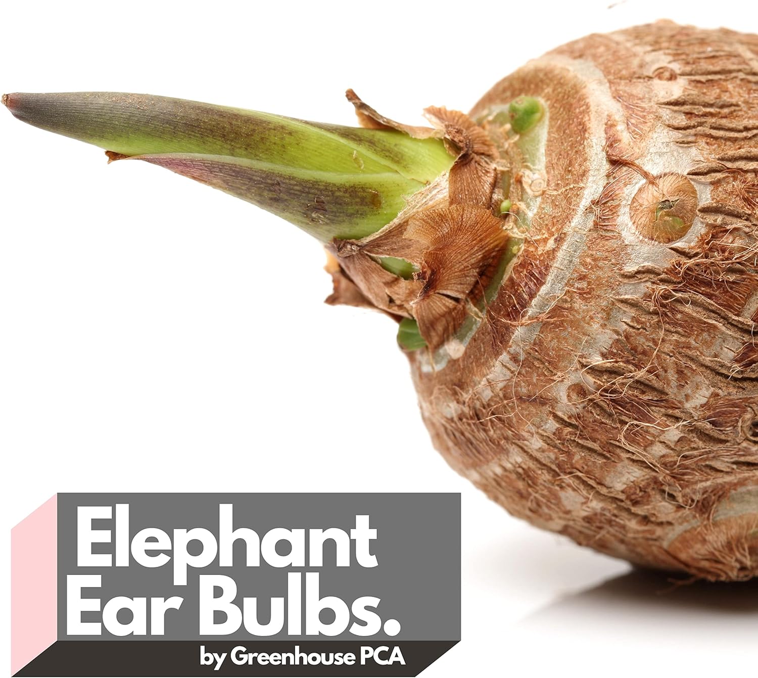 15 bulbos de taro de oreja de elefante verde (Colocasia Esculenta) por Greenhouse PCA