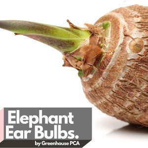 15 bulbos de taro de oreja de elefante verde (Colocasia Esculenta) por Greenhouse PCA 15 bulbos de taro de oreja de elefante verde (Colocasia Esculenta) por Greenhouse PCA