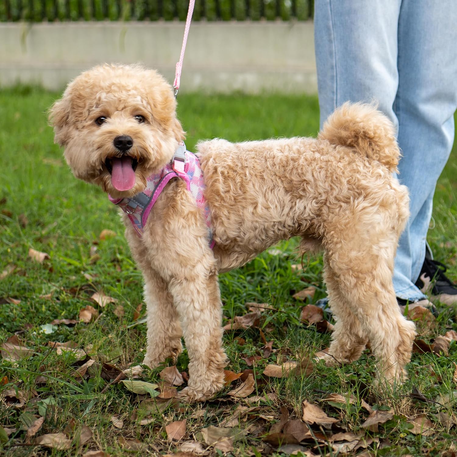 JOYPAWS Arnés para perros medianos, estampado floral único, arnés a prueba de escapes, sin tirones, con malla suave transpirable y bandas