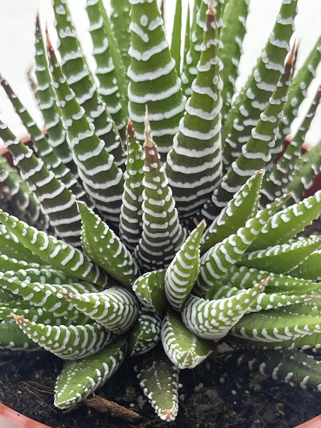 Haworthia “Super” Fasciata – Suculentas vivas de 4 pulgadas, plantas suculentas vivas completamente arraigadas para decoración de la oficina en el