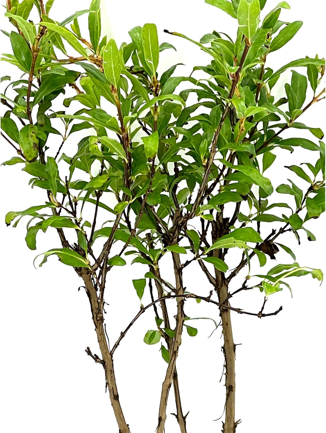 Árboles frutales vivos – Tapón de granada enana Punica Granatum de 9 a 12 pulgadas de alto – 1 ct – Color cuando florece rojo, bonsái – Llegada viva