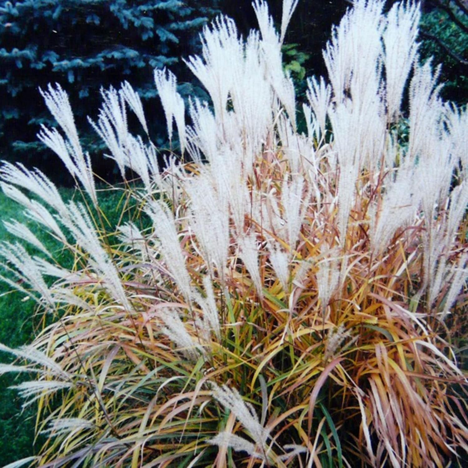 CHUXAY GARDEN Hierba perenne resistente a la llama Jocad Miscanthus Purpurascens Miscanthus Sinensis Hierba ornamental para todas las estaciones,