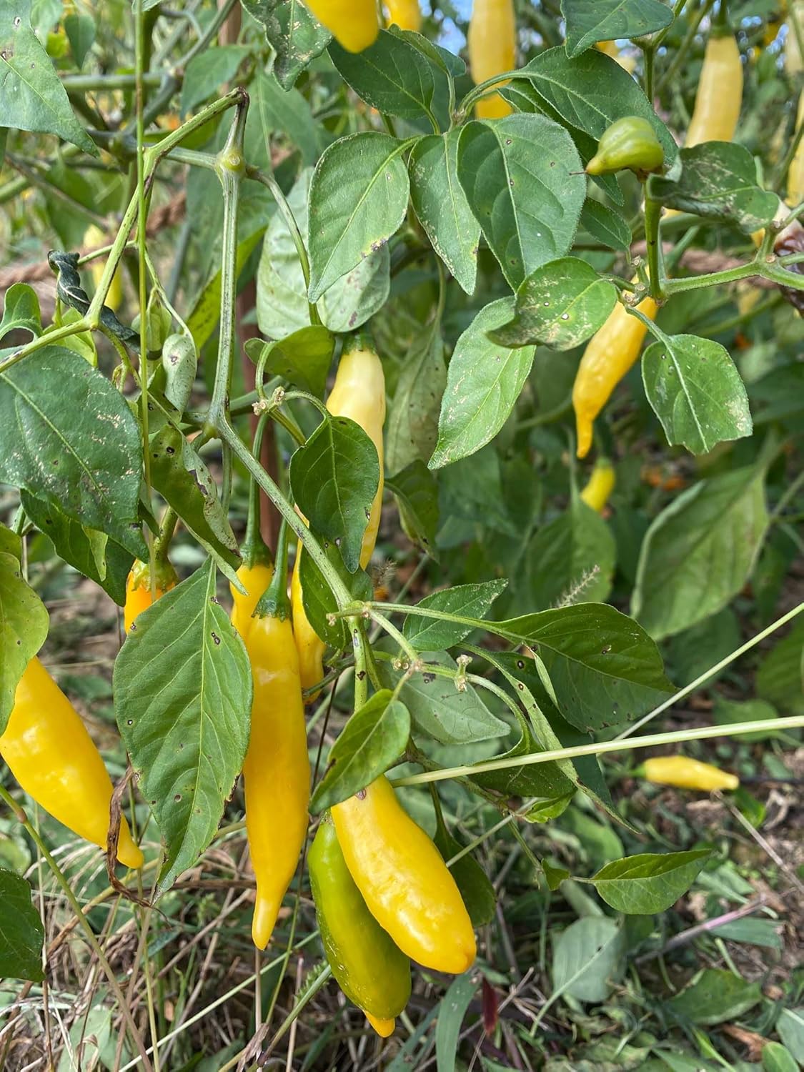 Springs Fireplace Salsa picante de melocotón Aji  Lote pequeño, cultivado en granjero, pimientos de Alepo, pimientos Aji Limon, calor caliente,