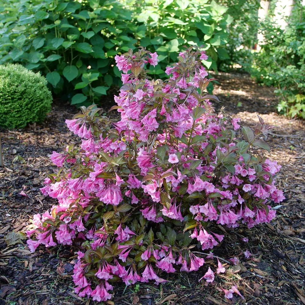 Planta viva Sonic Bloom Wine (Weigela) de 1 galón, flores rosadas