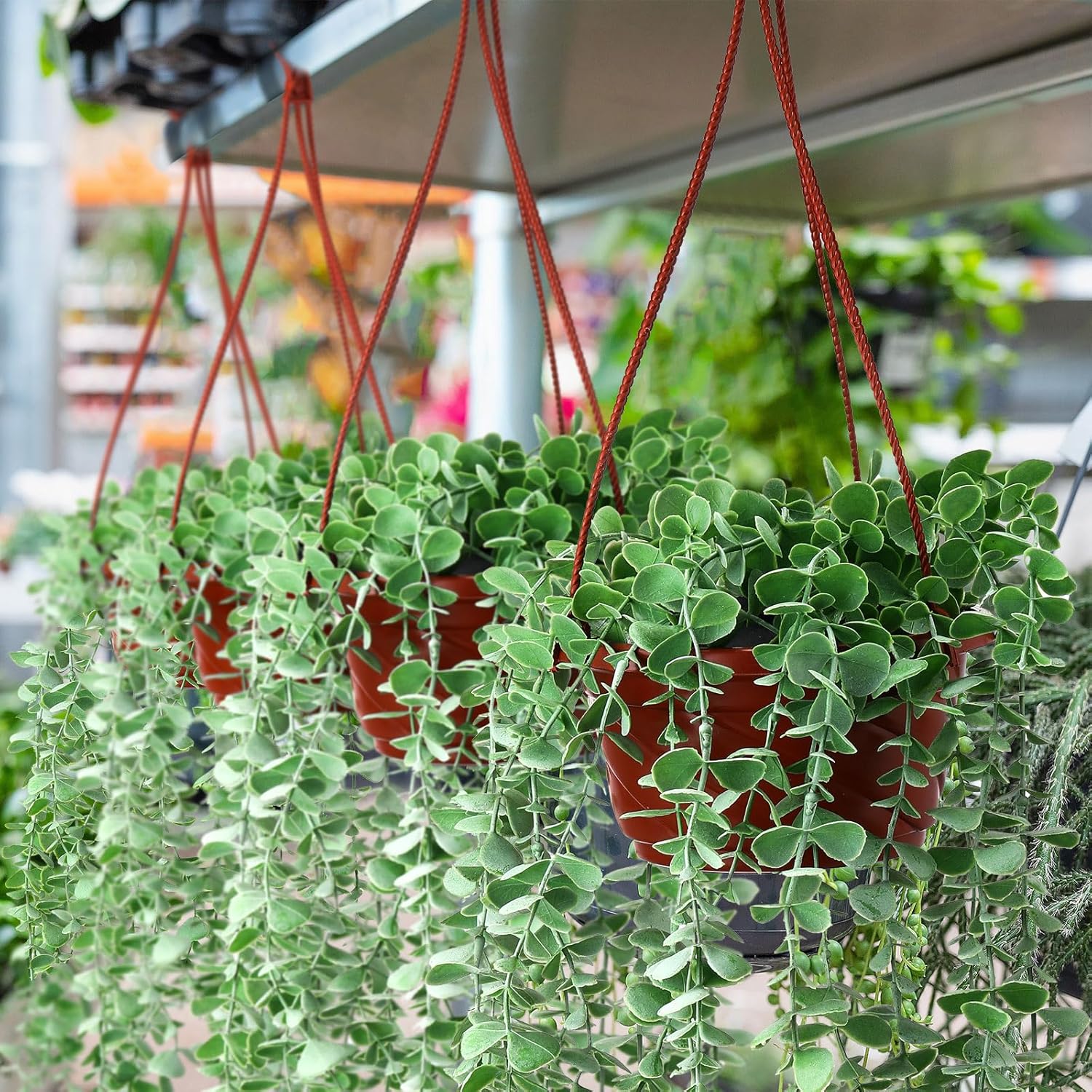 50 macetas colgantes de plástico redondas para plantas, contenedores colgantes de plástico con gancho para colgar, macetas para plantas de