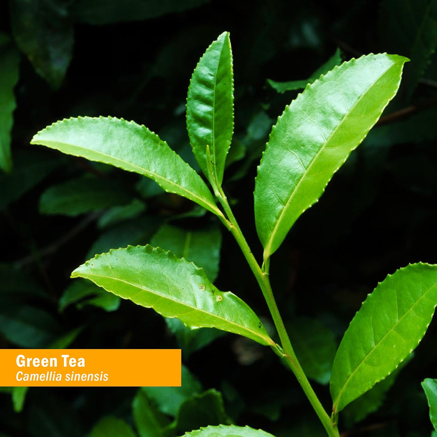 Herb Pharm Extracto líquido de té verde orgánico certificado – 1 onza