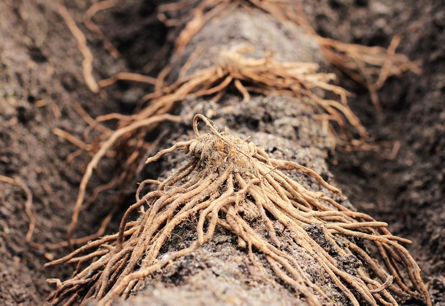 10 plantas de espárragos de JERSEY KNIGHT  coronas de raíz desnuda — Orgánico sin OMG