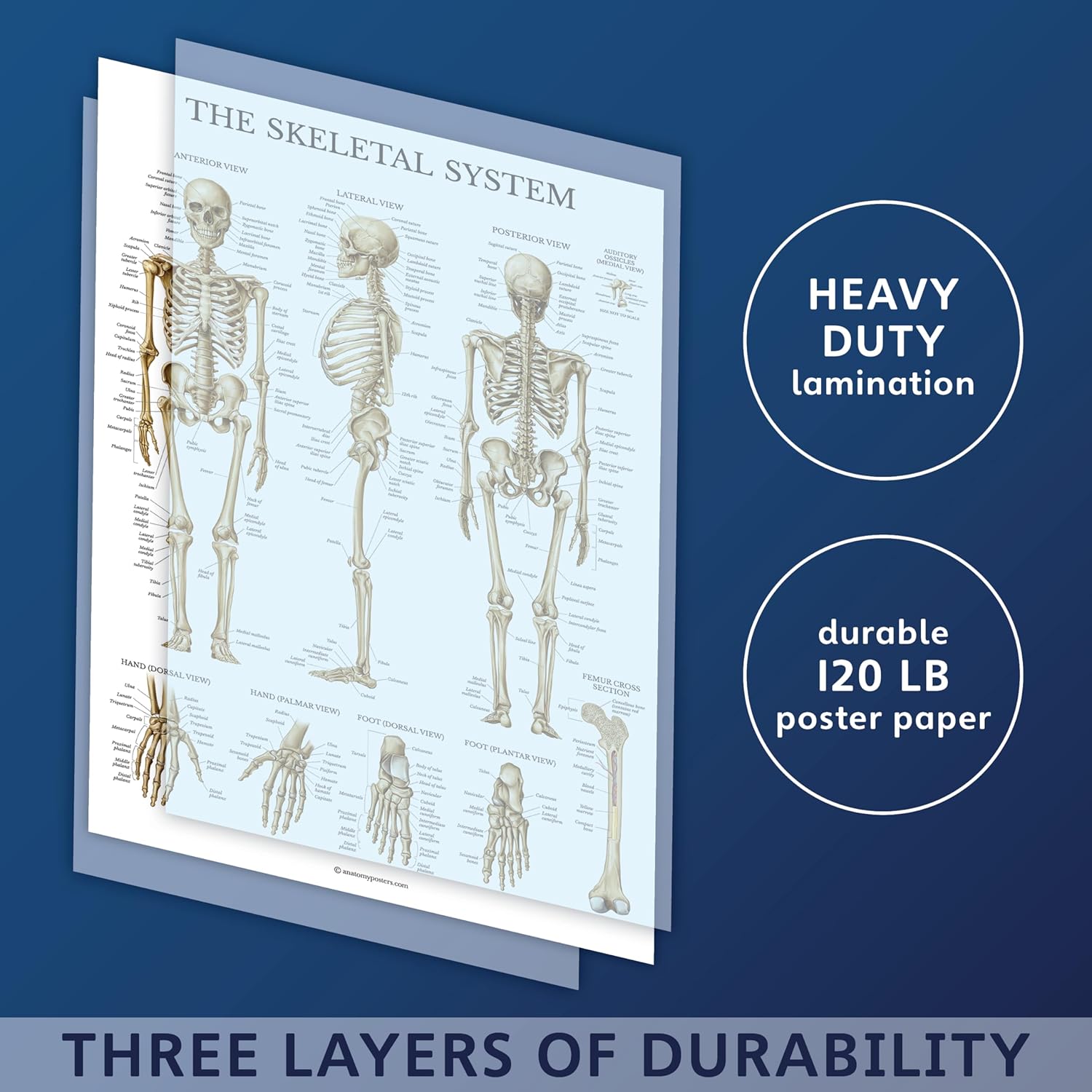 Palace Learning Paquete de 3 carteles de anatomía muscular, esqueleto y sistema endocrino, gráficos anatómicos del sistema muscular y esquelético,
