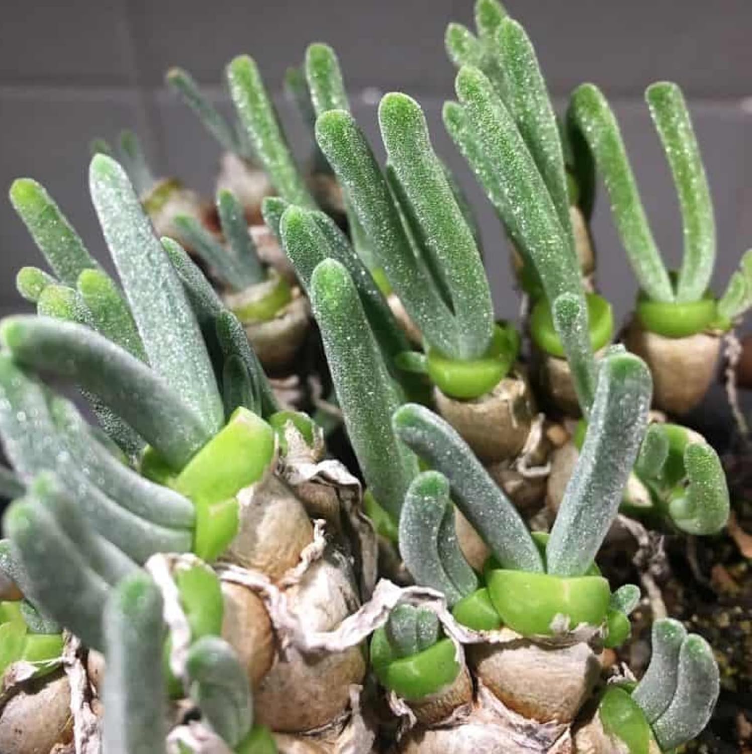 CHUXAY GARDEN Monilaria Obconica Semillas 70 Semillas Conejito Suculenta Forma Rara Contenedor Ornamental Gran Bonsái de Escritorio