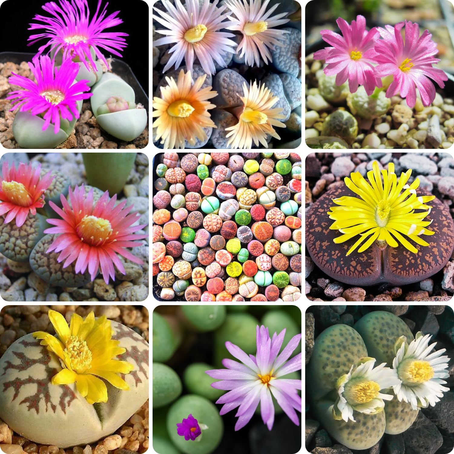 Lithops – Plantas vivas de mezcla de plantas suculentas Lithop, 30 piedras vivas, plantas vivas de gran tamaño, jardín de floración completa