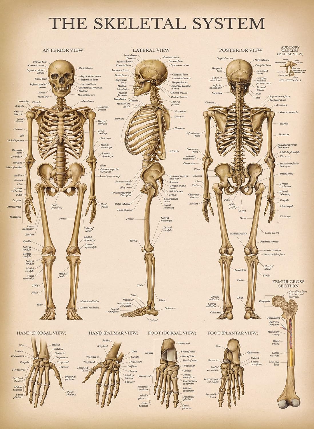 Palace Learning Tabla anatómica del sistema esquelético vintage, póster de anatomía de esqueleto humano (laminado, 18 x 24 pulgadas)