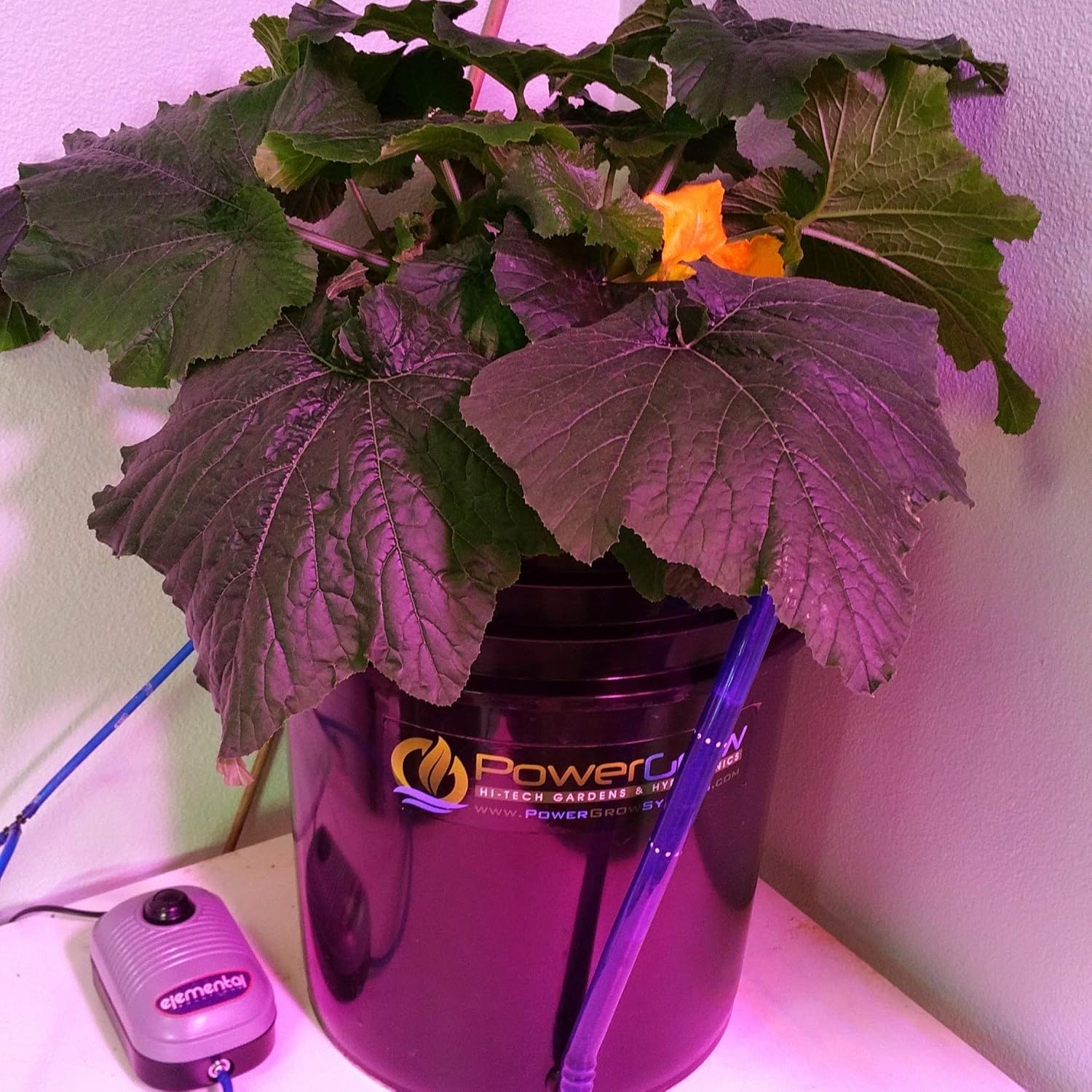 Deep Water Culture (DWC) kit de técnicas hidropónicas con cubeta de 5 galones, x 6 pulgadas.