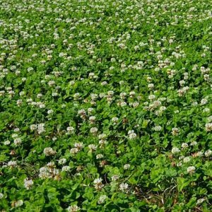 New Zealand Clover – 25 libras a granel  18,750,000 semillas – Sin OMG, polinizado abierto – Cultivo de cobertura de granja y jardín, cobertura del New Zealand Clover – 25 libras a granel  18,750,000 semillas – Sin OMG, polinizado abierto – Cultivo de cobertura de granja y jardín, cobertura del
