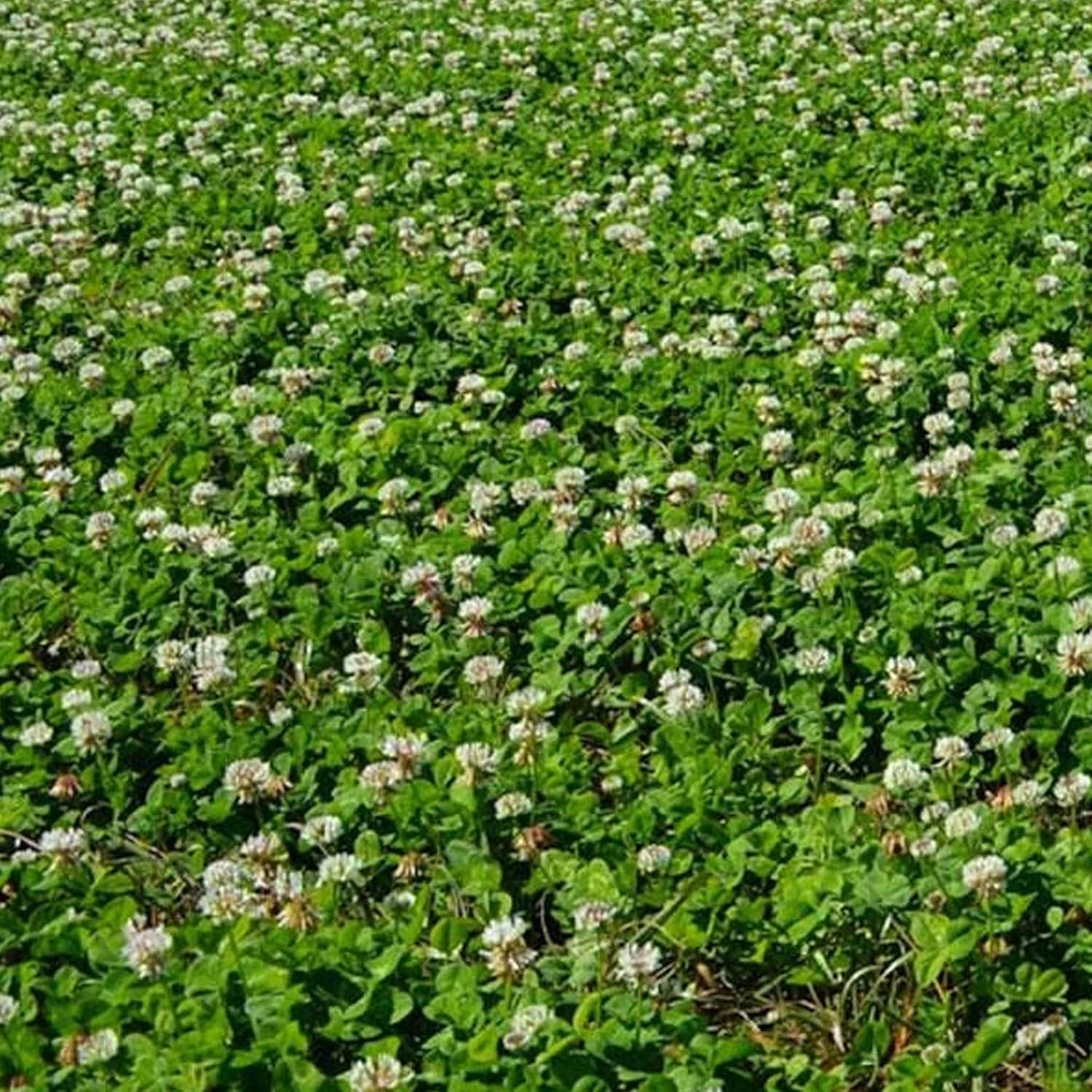 New Zealand Clover – 25 libras a granel  18,750,000 semillas – Sin OMG, polinizado abierto – Cultivo de cobertura de granja y jardín, cobertura del