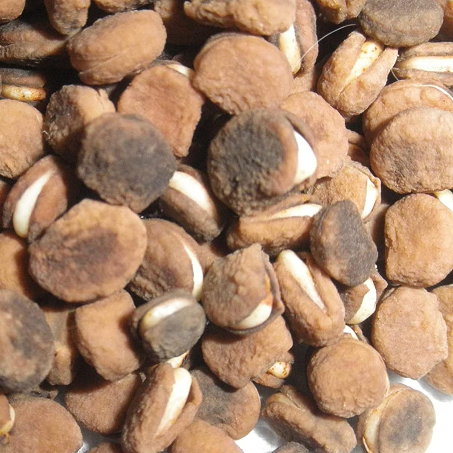 QAUZUY GARDEN – 300 semillas de ginseng americano estratificadas Panax quinquefolium L, fáciles de cultivar, cultiva tu propio ginseng