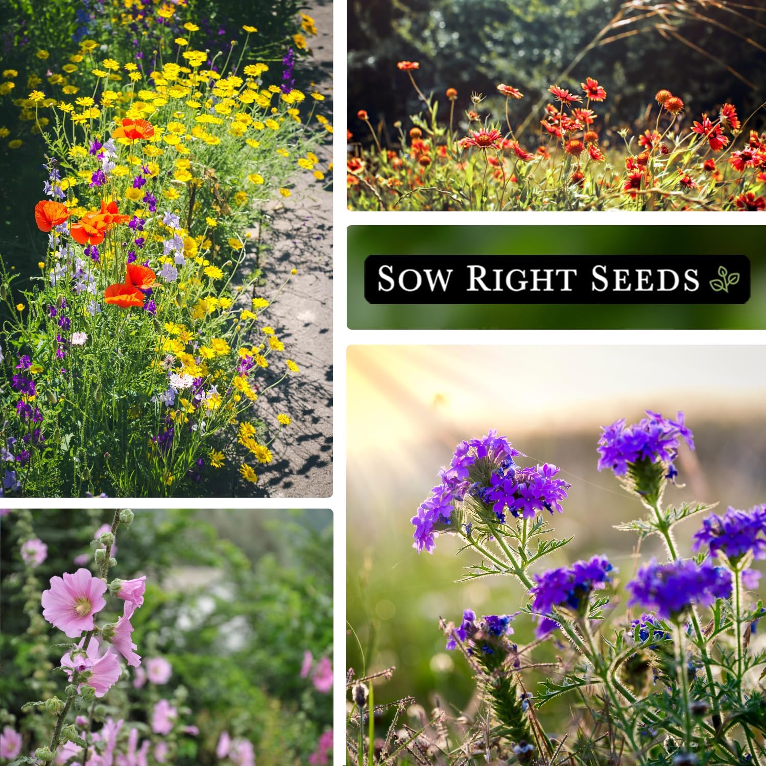 Sow Right Seeds – Mezcla de semillas de flores silvestres para plantar en el sureste – Paquete de reliquia sin OMG con instrucciones para cultivar