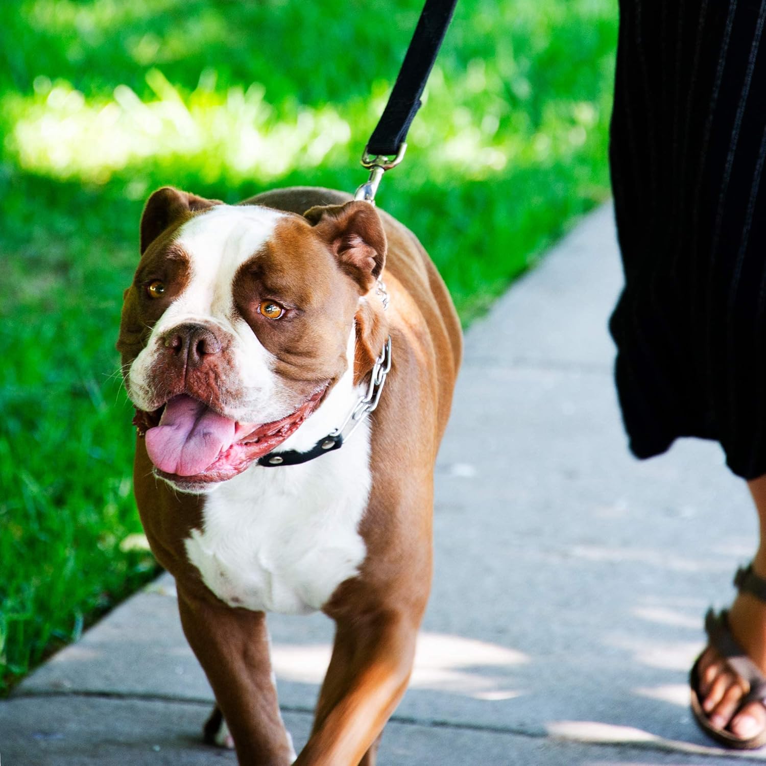 Herm Sprenger – Collar de punta para entrenamiento de perros  Hebilla de liberación rápida y anillo giratorio para un fácil uso  Hecho de acero