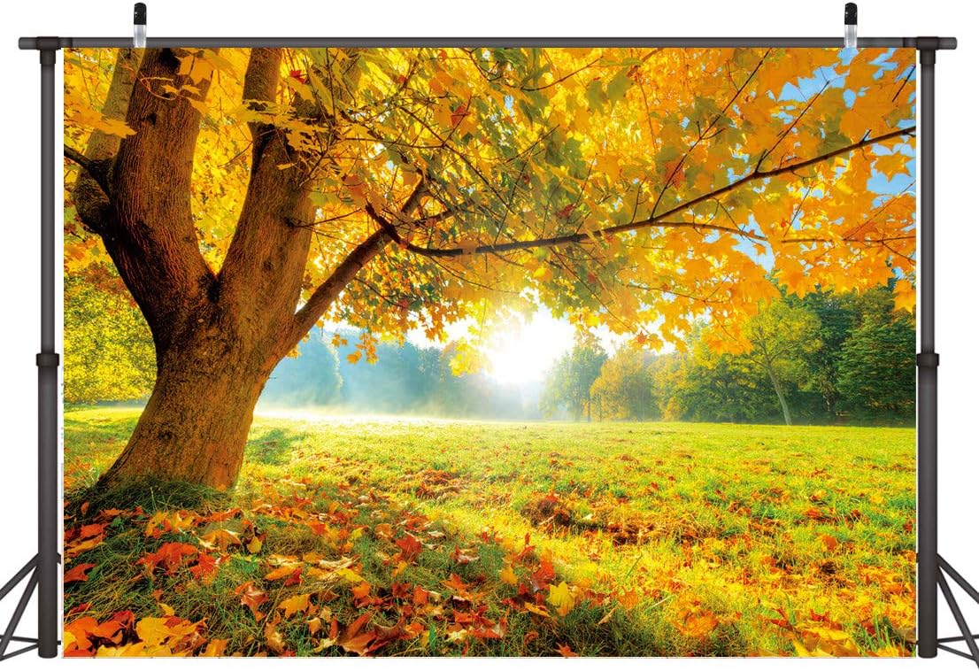 LYWYGG Fondo de fotografía de hoja caduca de arce dorado de otoño de 7x5FT Fondo de fotografía de otoño Telón de fondo de boda Telón de fondo de