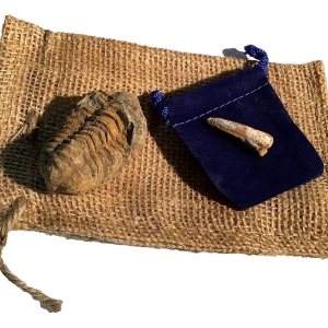 Trilobite fósil genuino de 450 millones de años con diente de dinosaurio de espinosaurio fósil genuino de DINOSAURS ROCK Trilobite fósil genuino de 450 millones de años con diente de dinosaurio de espinosaurio fósil genuino de DINOSAURS ROCK