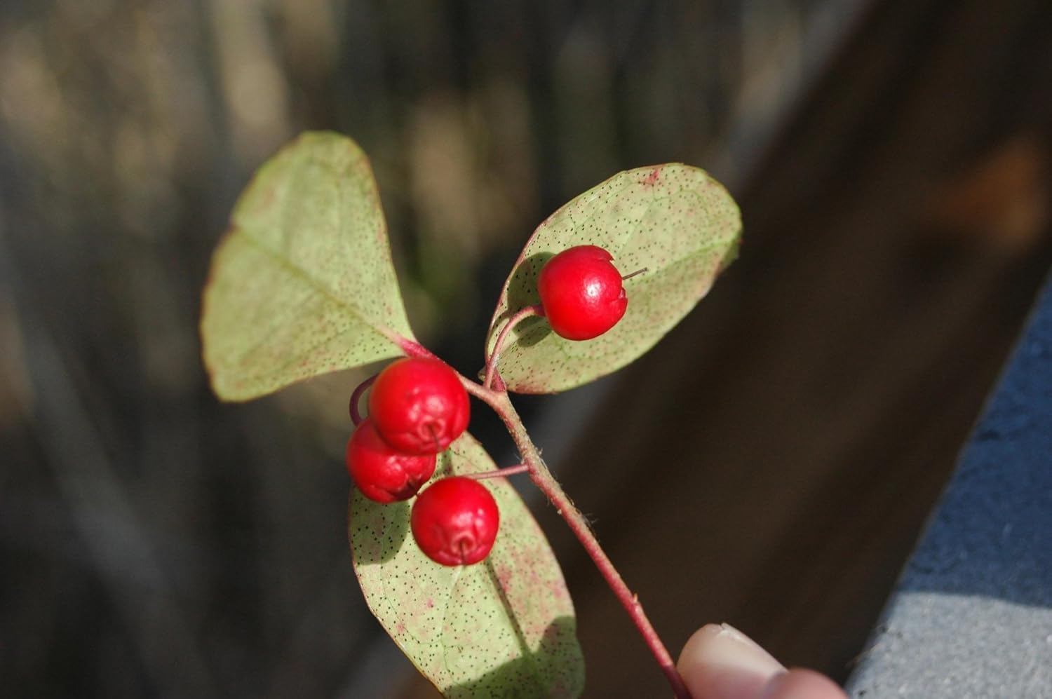 20 semillas de flores de hoja perenne de Gaultheria Procumbens de color verde invernalTEABERRY