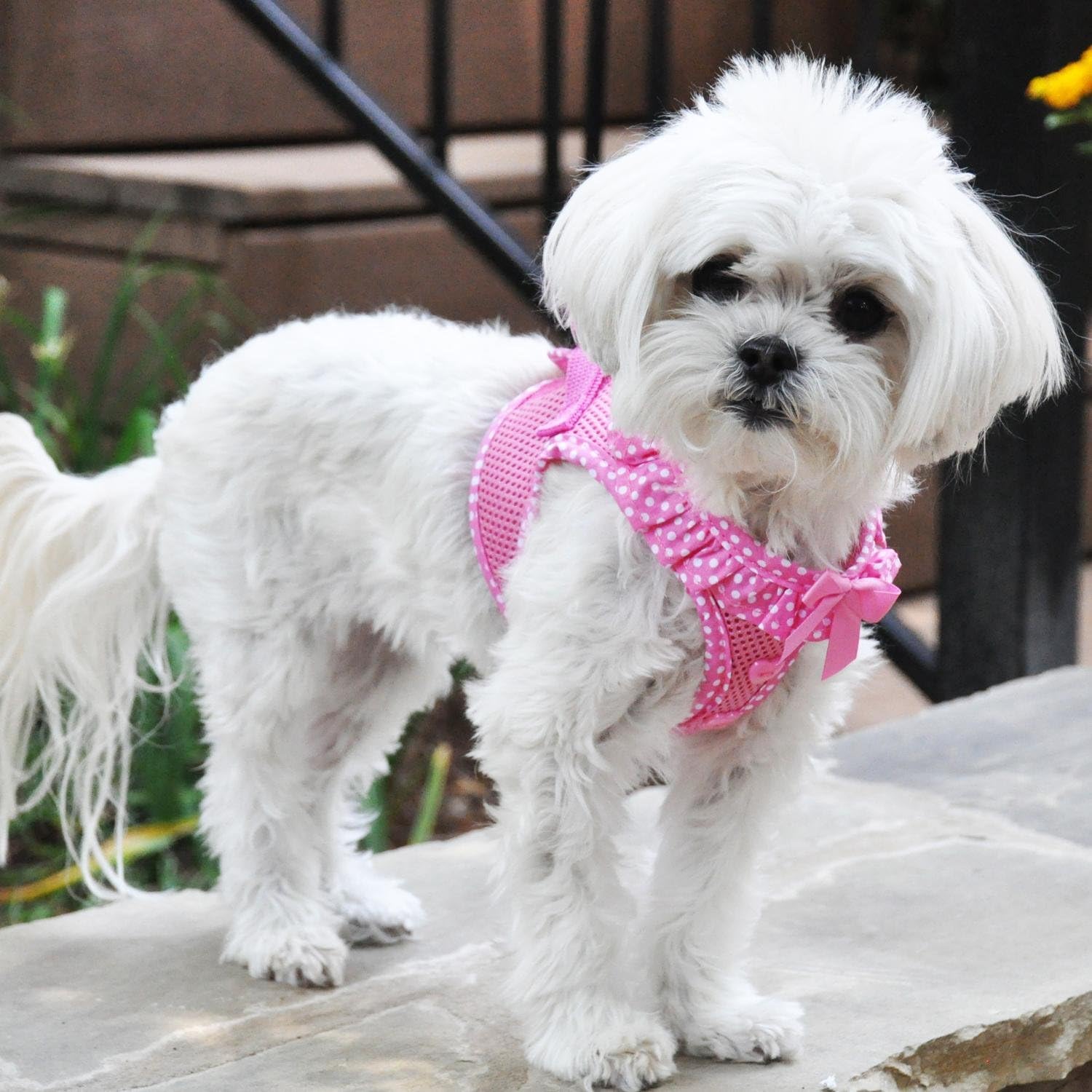 DOGGIE DESIGN American River Arnés para perro sin estrangulamiento (XS, lunares rosados)
