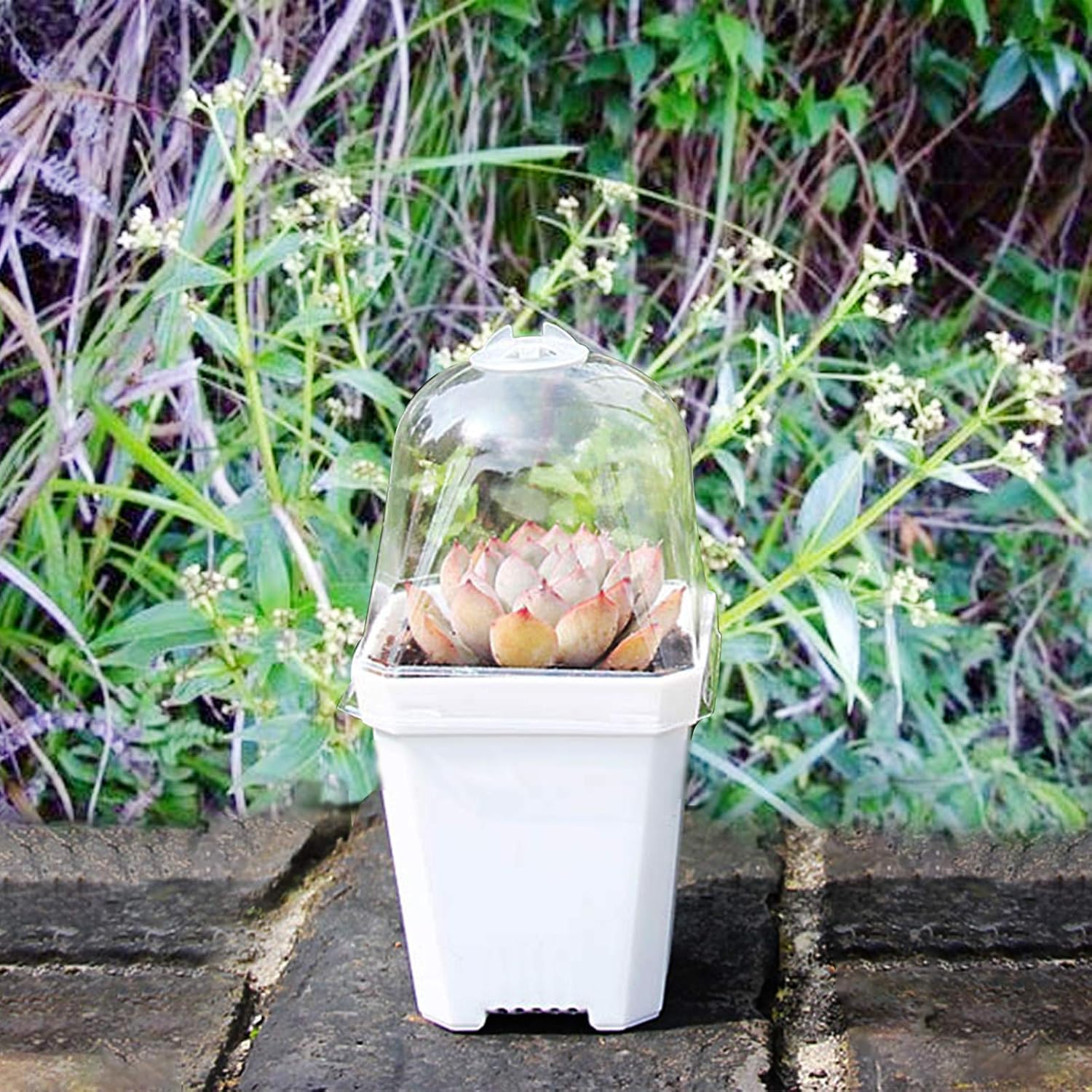 PURPLE STAR 1N 30 macetas de vivero con cúpula de humedad, macetas de jardinería pequeñas y cuadradas, tazas para suculentas, plántulas, esquejes de