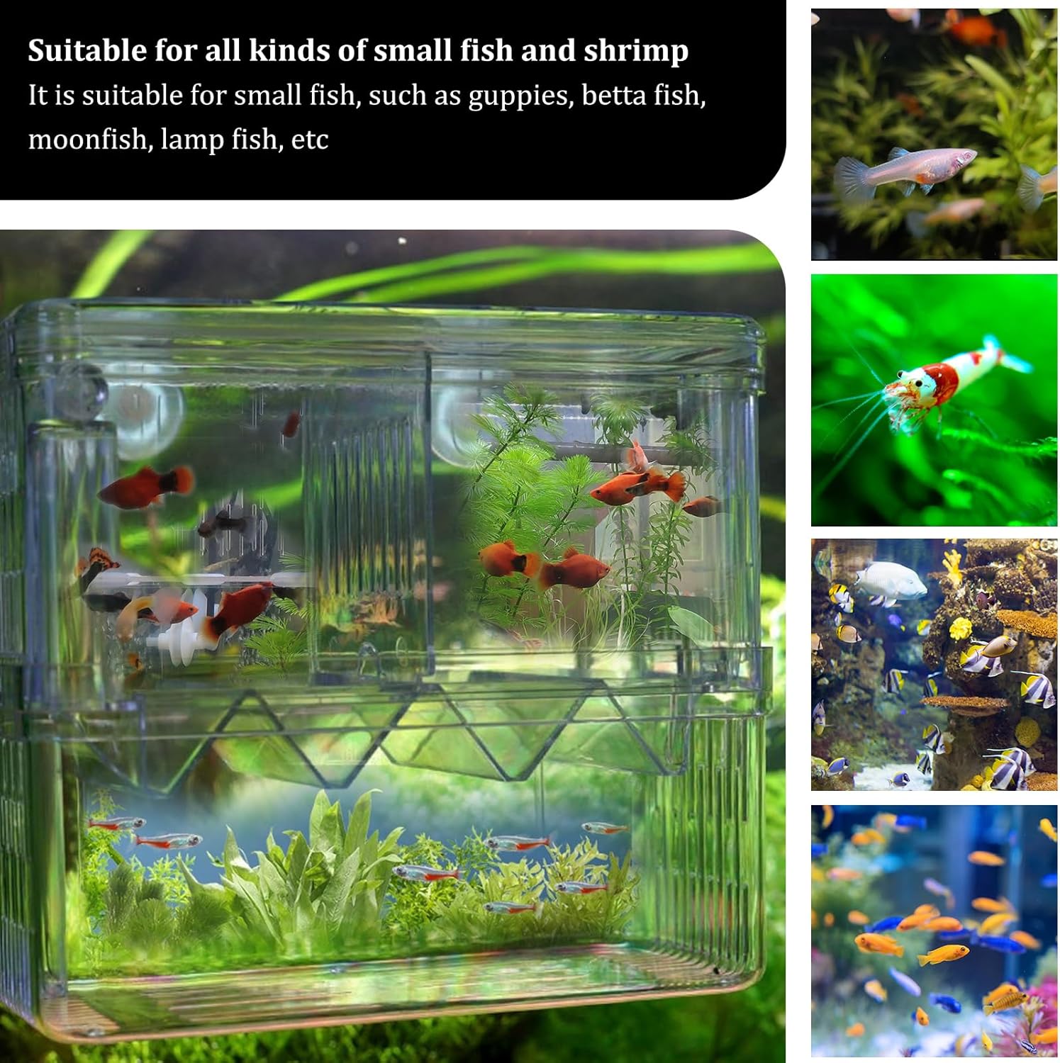 WishLotus Caja de cría de peces, caja criadora suspendida para pecera con ventosas, caja de aislamiento de peces de acuario multifuncional,