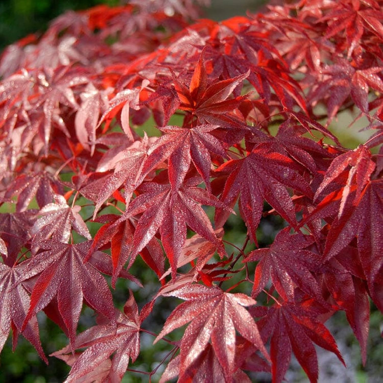 CHUXAY GARDEN 30 semillas de arce rojo fantasma,Acer Palmatum,Árbol de arce japonés llamativa planta de paisajismo Rara hoja roja árbol paisajismo