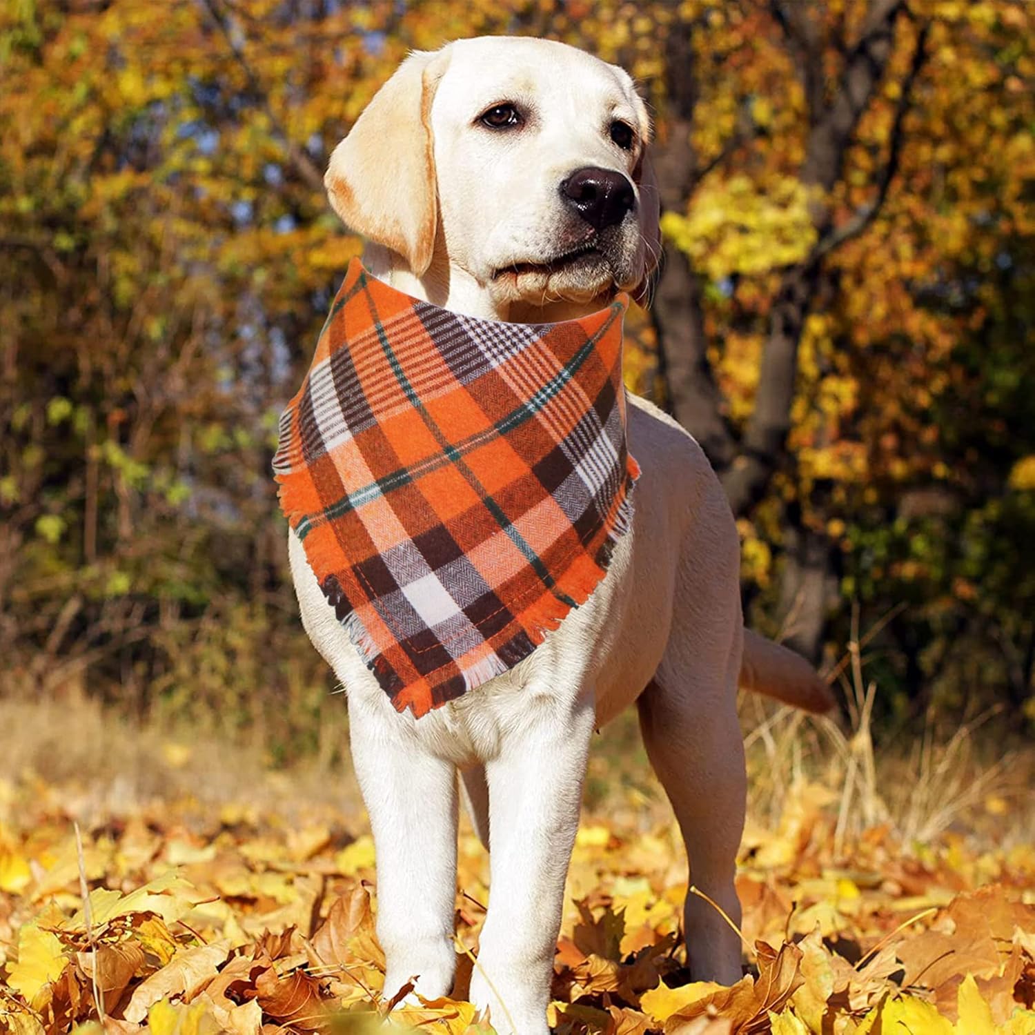 STMK Bandana de otoño para perro, paquete de 4 bandanas para perros con borlas y bordes para perros pequeños, medianos y grandes