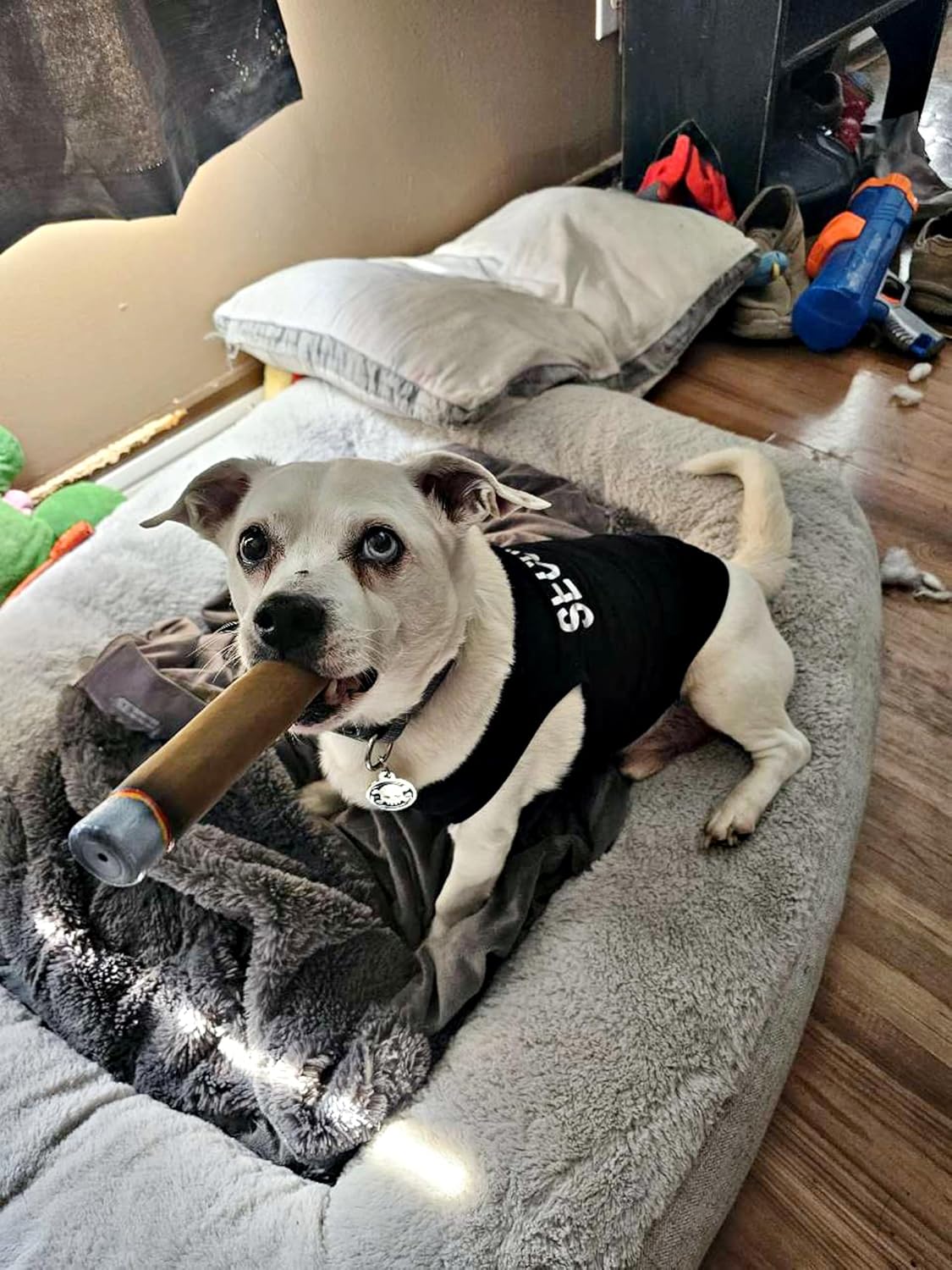 LLSPET Juguetes chirriantes de cigarros, juguetes interactivos de látex para perros, divertidos juguetes para masticar cigarros, para dentición de