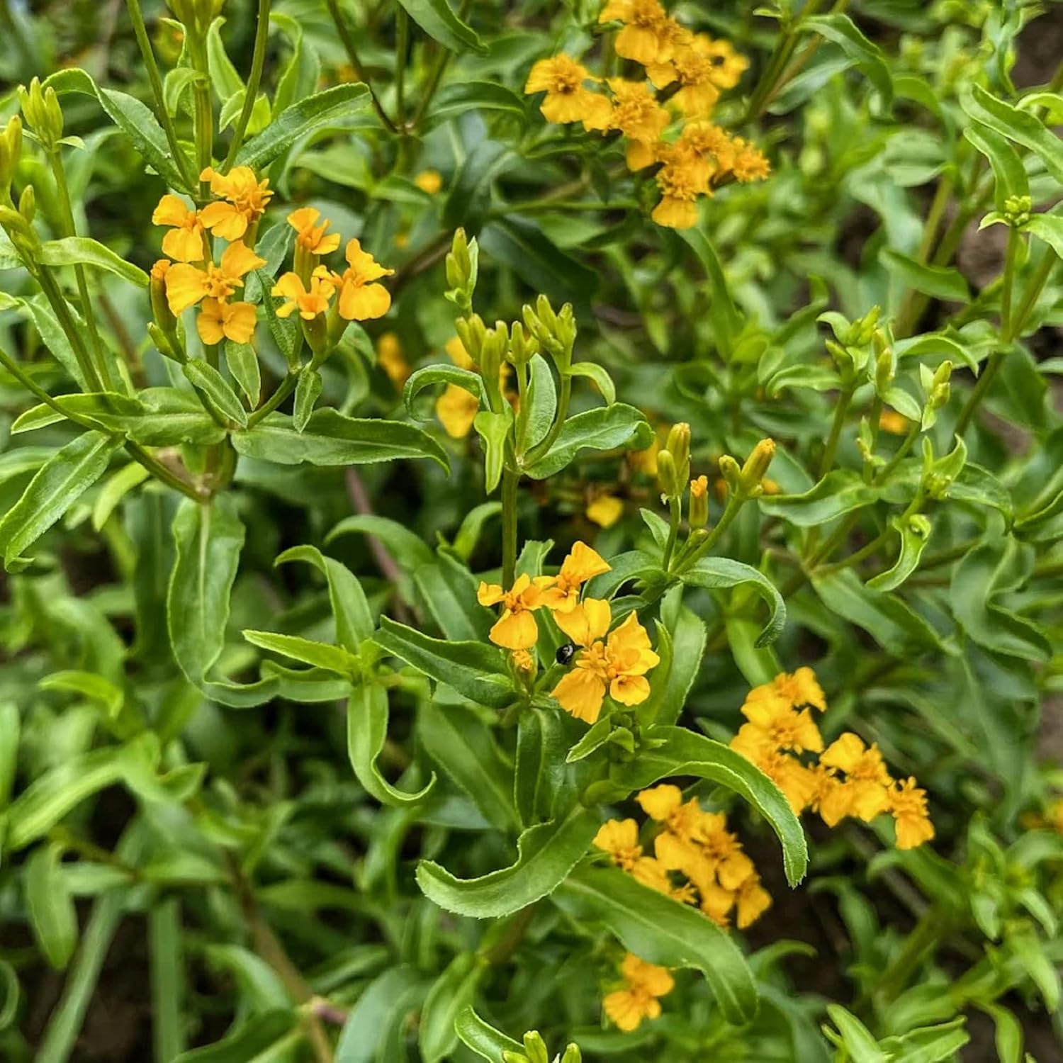 CHUXAY GARDEN Semillas de caléndula de menta mexicana 30 semillas encantadoras flores amarillas estragón mexicano condimento comestible plantas