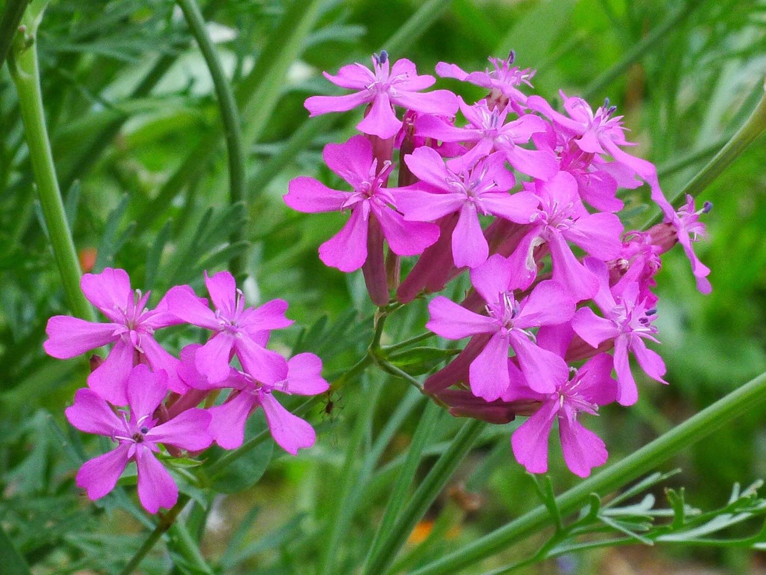 Semillas de flores Catchfly para plantar, más de 3000 semillas por paquete, semillas de jardín de Isla (semillas de jardín de Isla), semillas sin