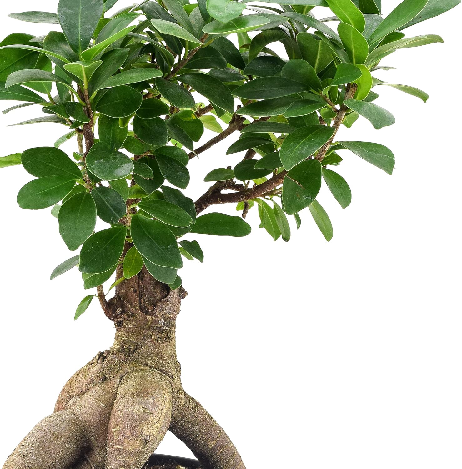 Arcadia Garden Products LV62 Ginseng Ficus – Planta bonsái de interior en maceta de plástico de 6 pulgadas, 6 pulgadas, color verde, no se puede
