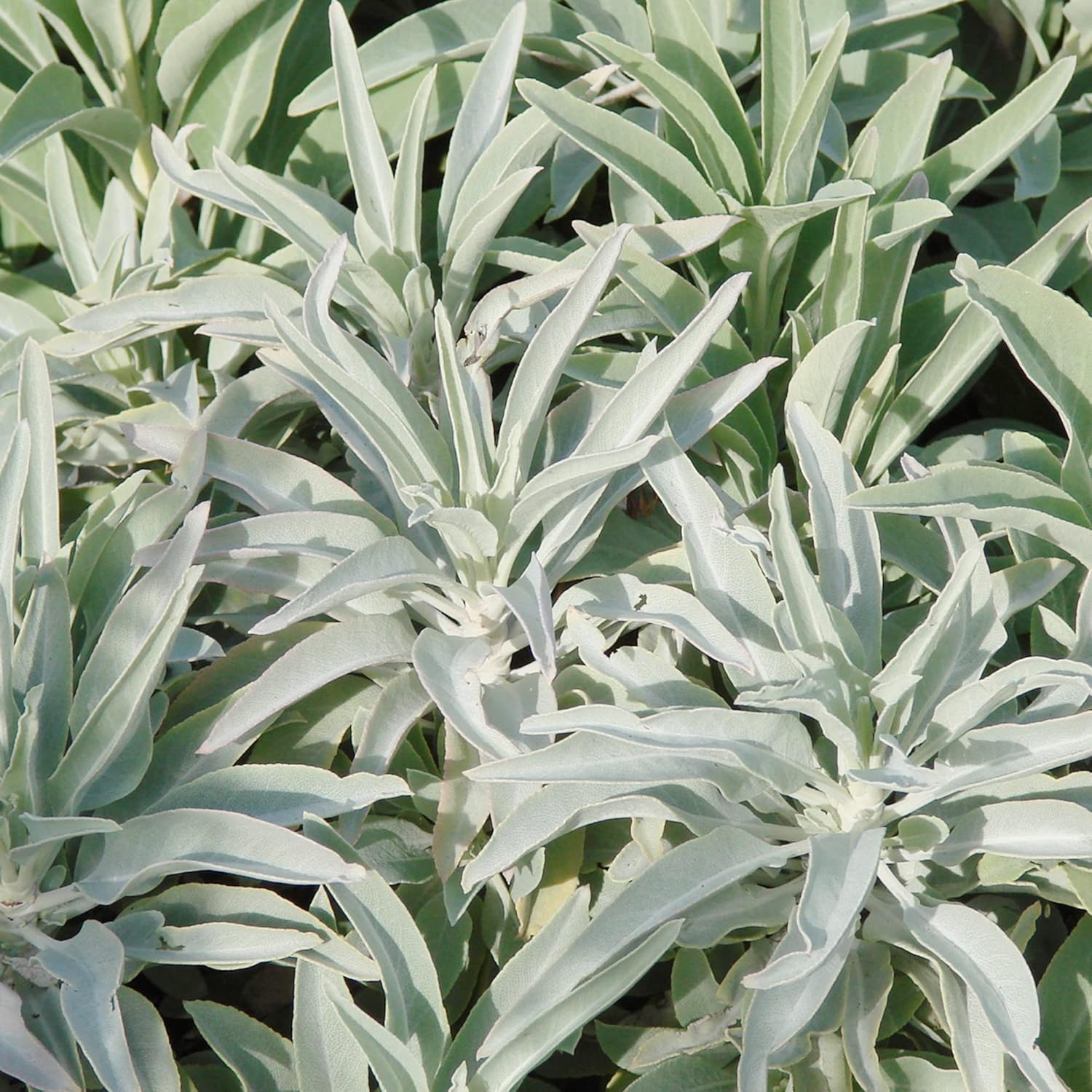 YEGAOL Garden – Semillas de salvia blanca Salvia Apiana Fragantes Atraen Colibríes Tolerantes a la sequía Perenne Sub-Arbustos Cubierta de suelo