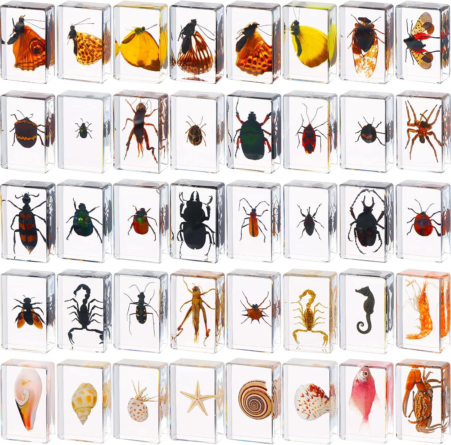 40 piezas de insectos en resina colección de insectos pisapapeles insectos reales en resina, varios insectos preservados en resina colección de