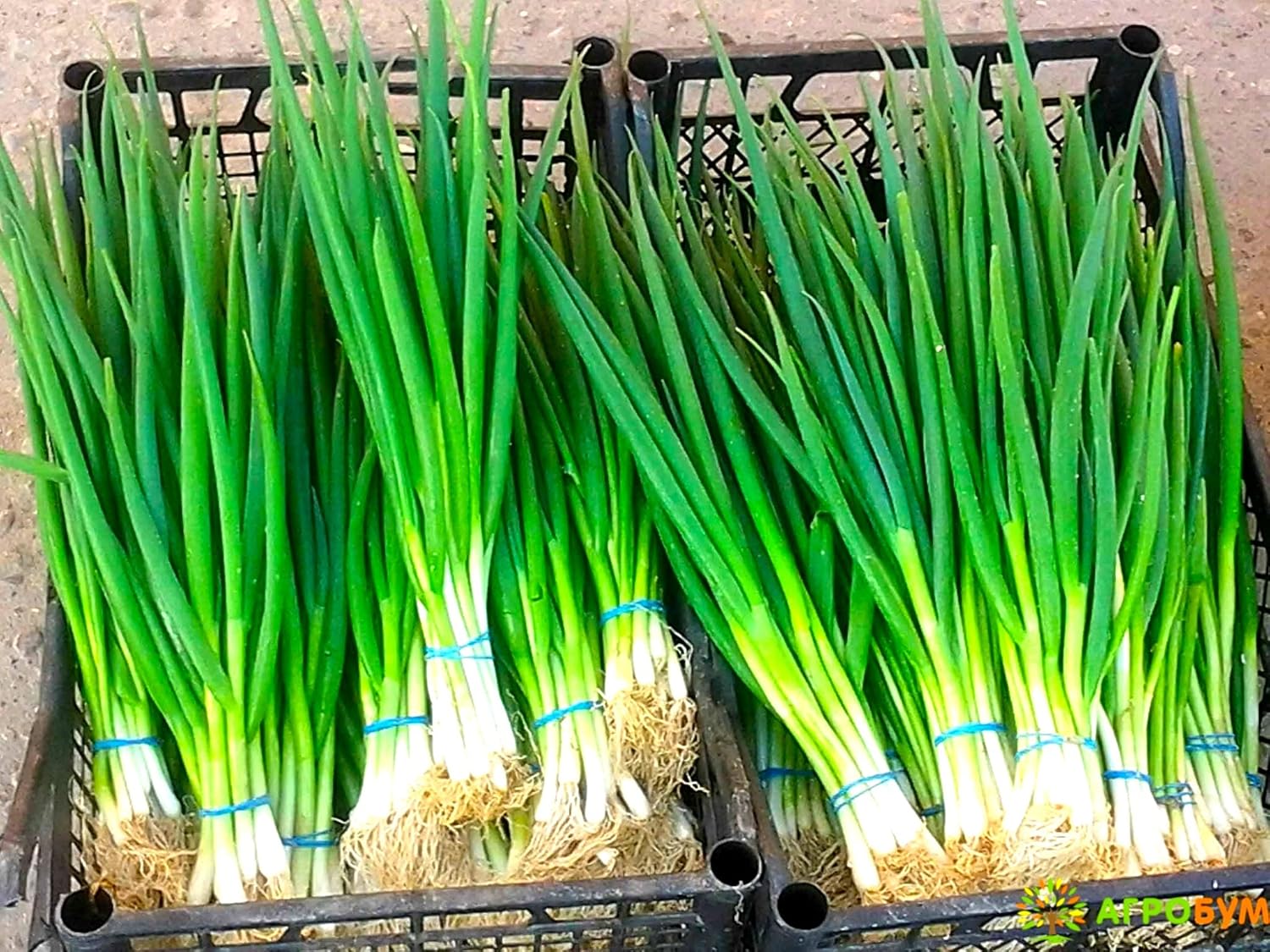 Cebolletas verdes en agrupamiento de cebolletas alrededor de 250 semillas sin OMG para plantar