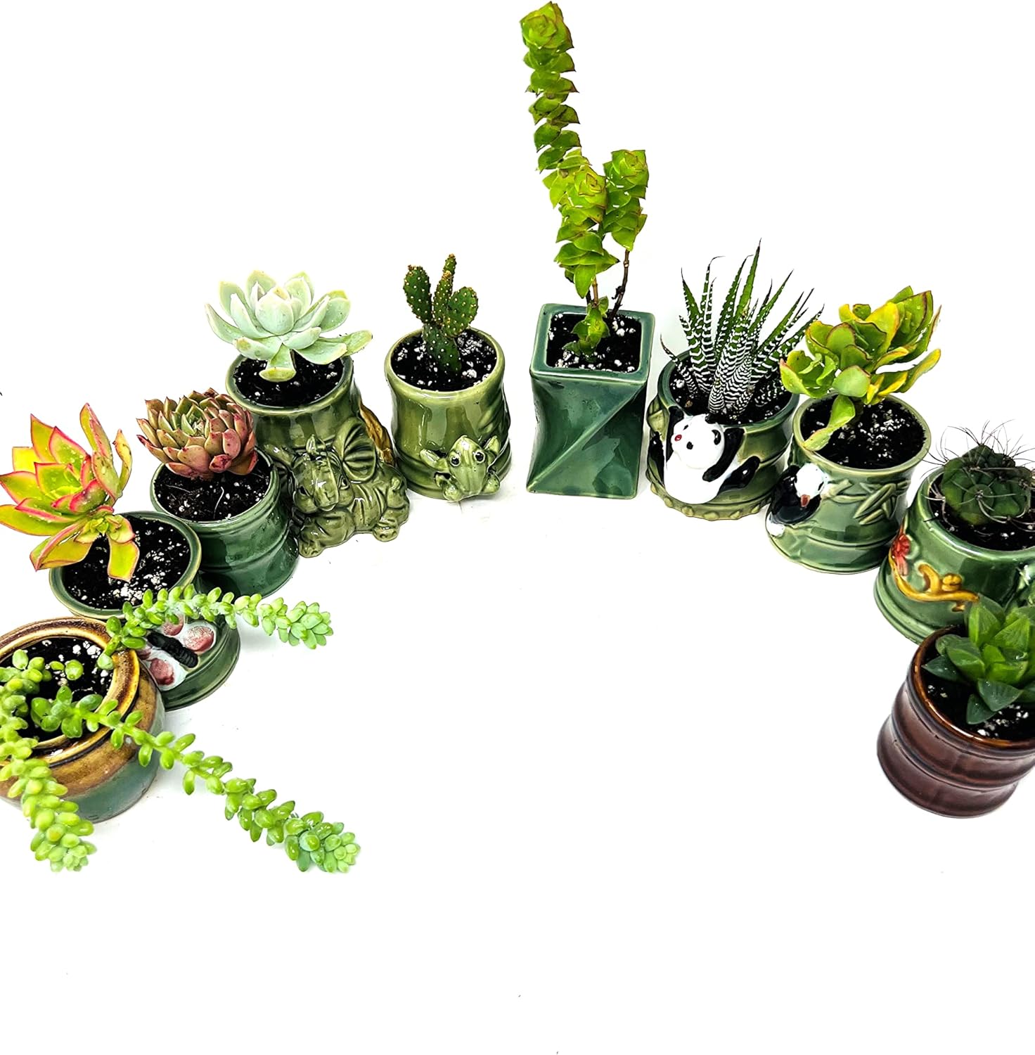 5 diferentes aloe y plantas suculentas fáciles de cultivardifíciles de matar! Cerámica de 2 pulgadas