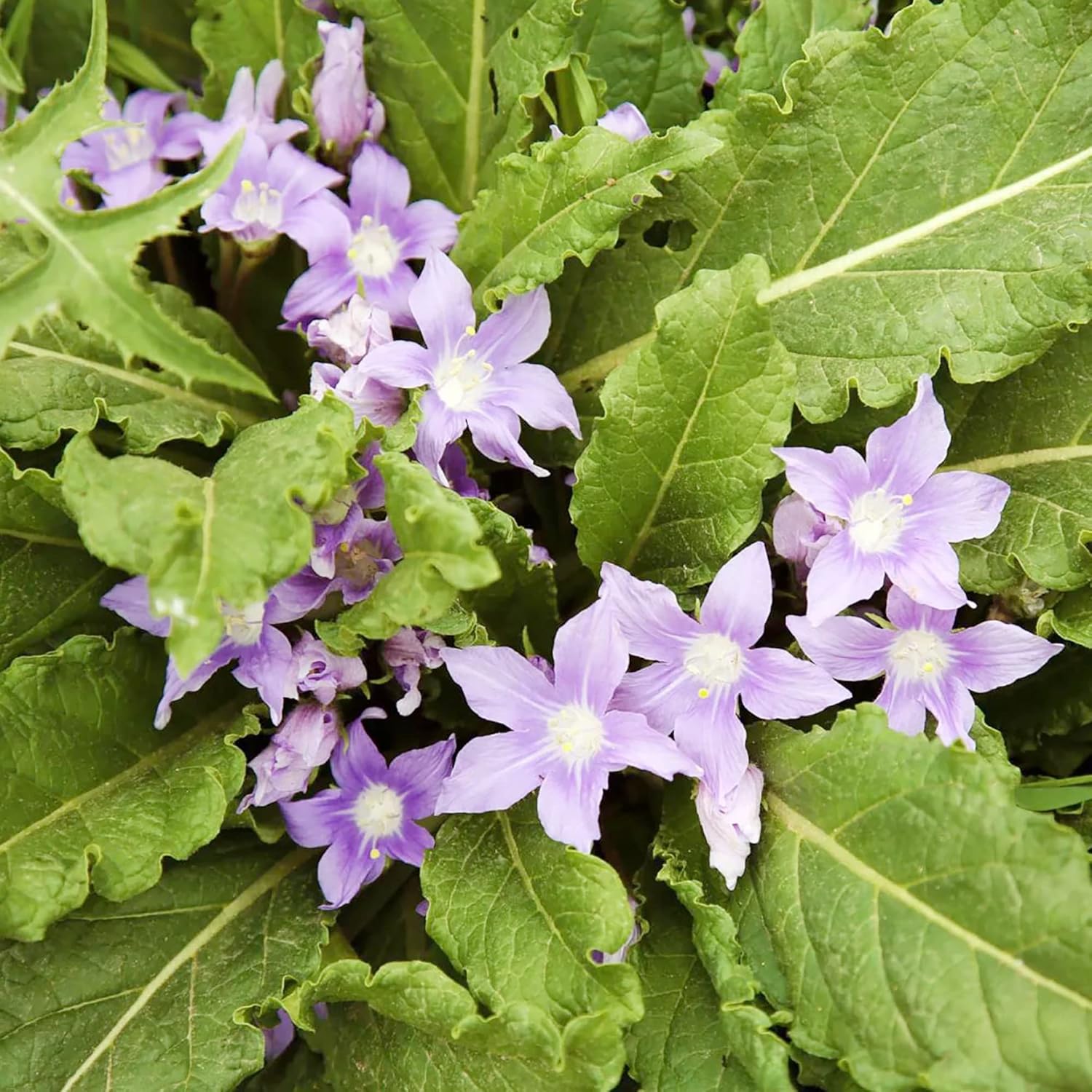 YEGAOL Garden – Semillas de mandrágora Officinarum de hierbas perennes, frutas y bayas, sin OMG, para patio, jardín, exteriores, 20 unidades