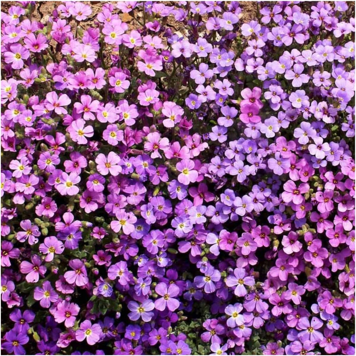 Seed Needs, Purple Rockcress Seeds  1000 semillas de reliquia para plantar Aubrieta deltoidea  Flor perenne ideal para jardines de rocas, cubierta