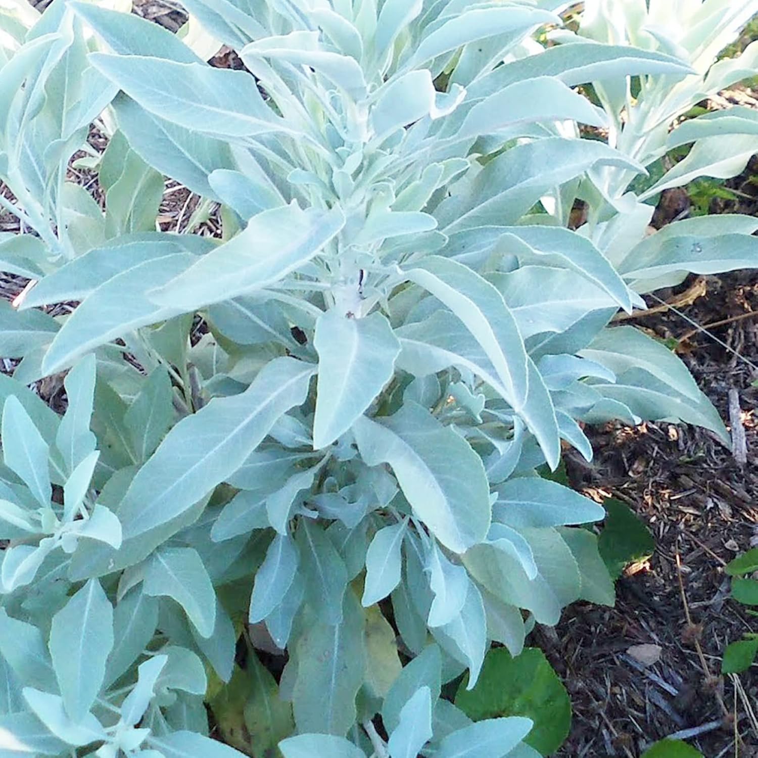 YEGAOL Garden – Semillas de salvia blanca Salvia Apiana Fragantes Atraen Colibríes Tolerantes a la sequía Perenne Sub-Arbustos Cubierta de suelo