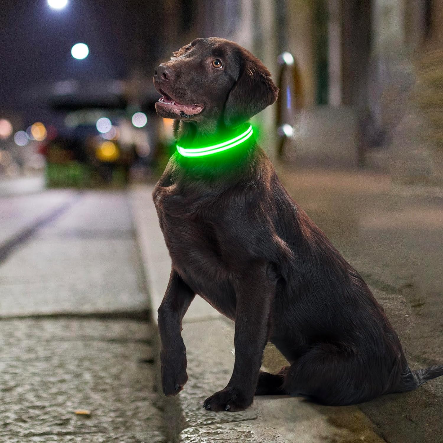 Collares de perro con luces LED recargables, collares de perro que brillan en la oscuridad, para seguridad nocturna, collar de cachorro iluminado,