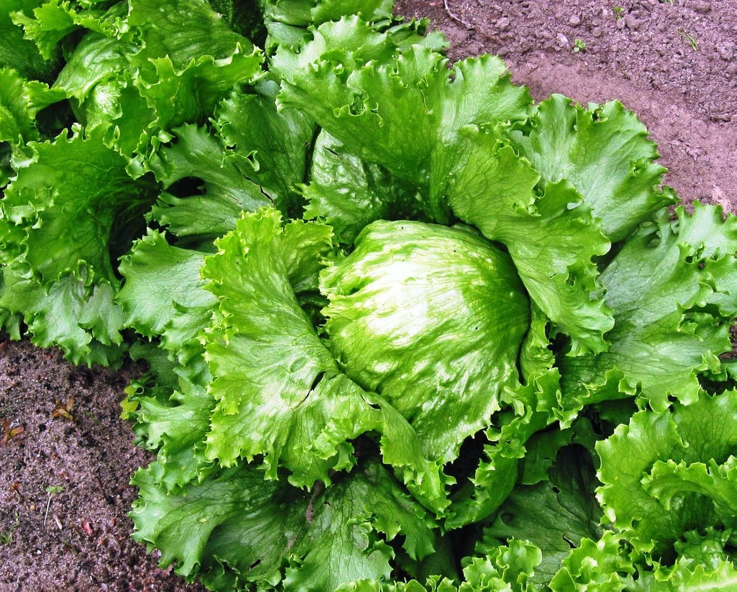 Semillas Vegetales Crisphead Lechuga Iceberg Hoja Crujiente Heirloom para Ensaladas – 1000 Semillas