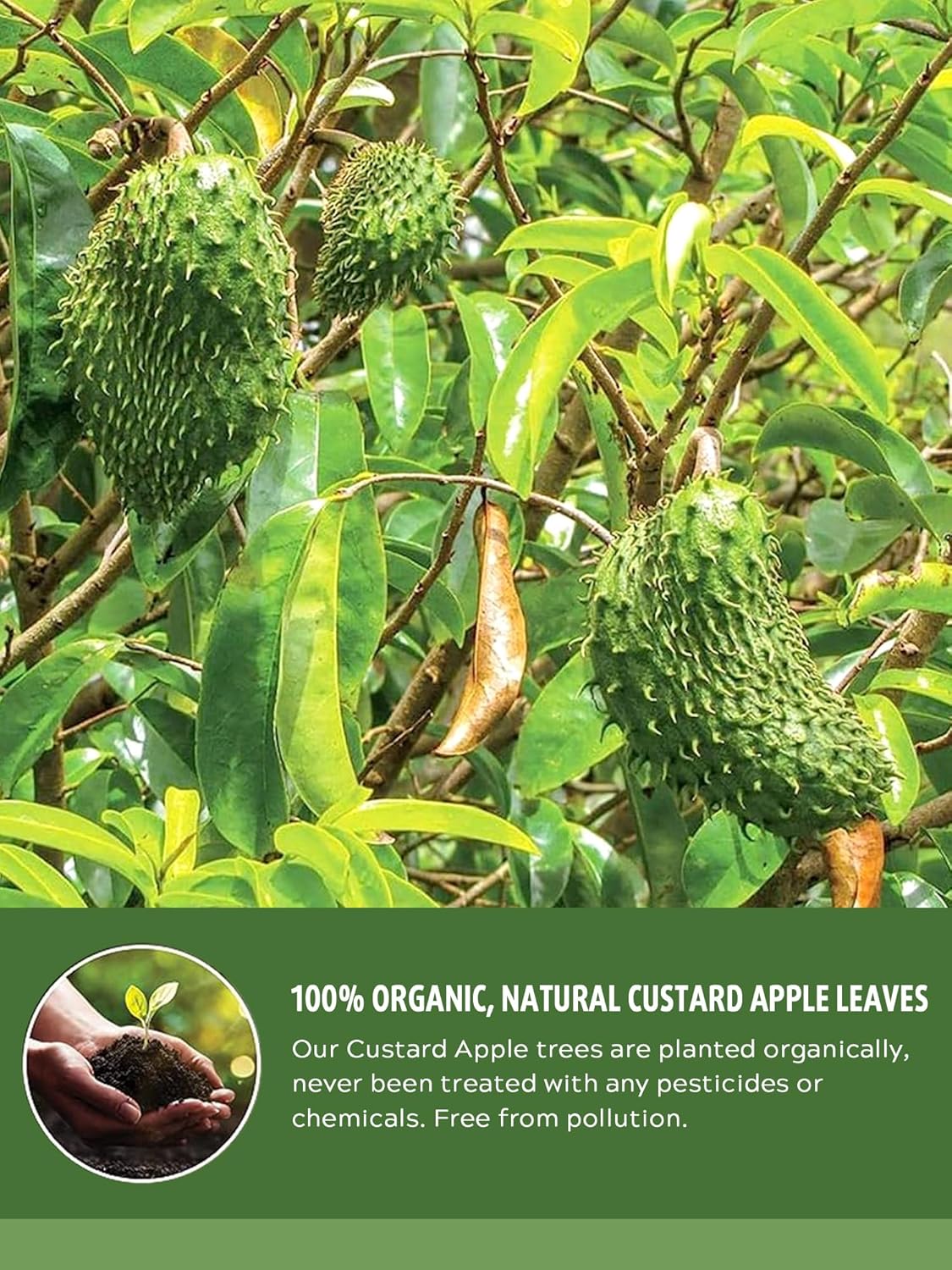 20 bolsas de té de hoja de guanábana y manzana natillas de primera calidad, 100% hojas puras de té de hierbas (20 bolsitas de té)
