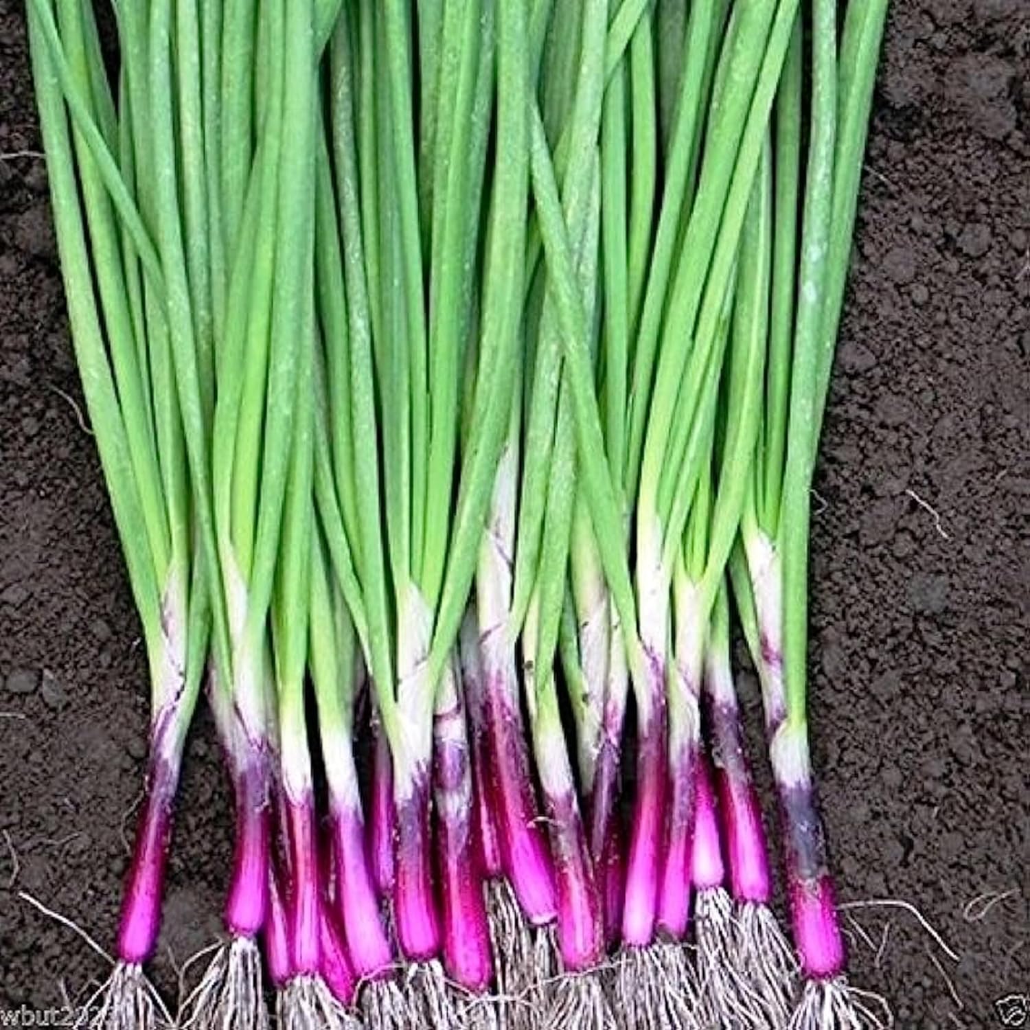 CHUXAY GARDEN Semilla de cebolla Apache 1000 semillas perennes resistentes planta de cebolla comestible verde vegetal exótico encanto condimento