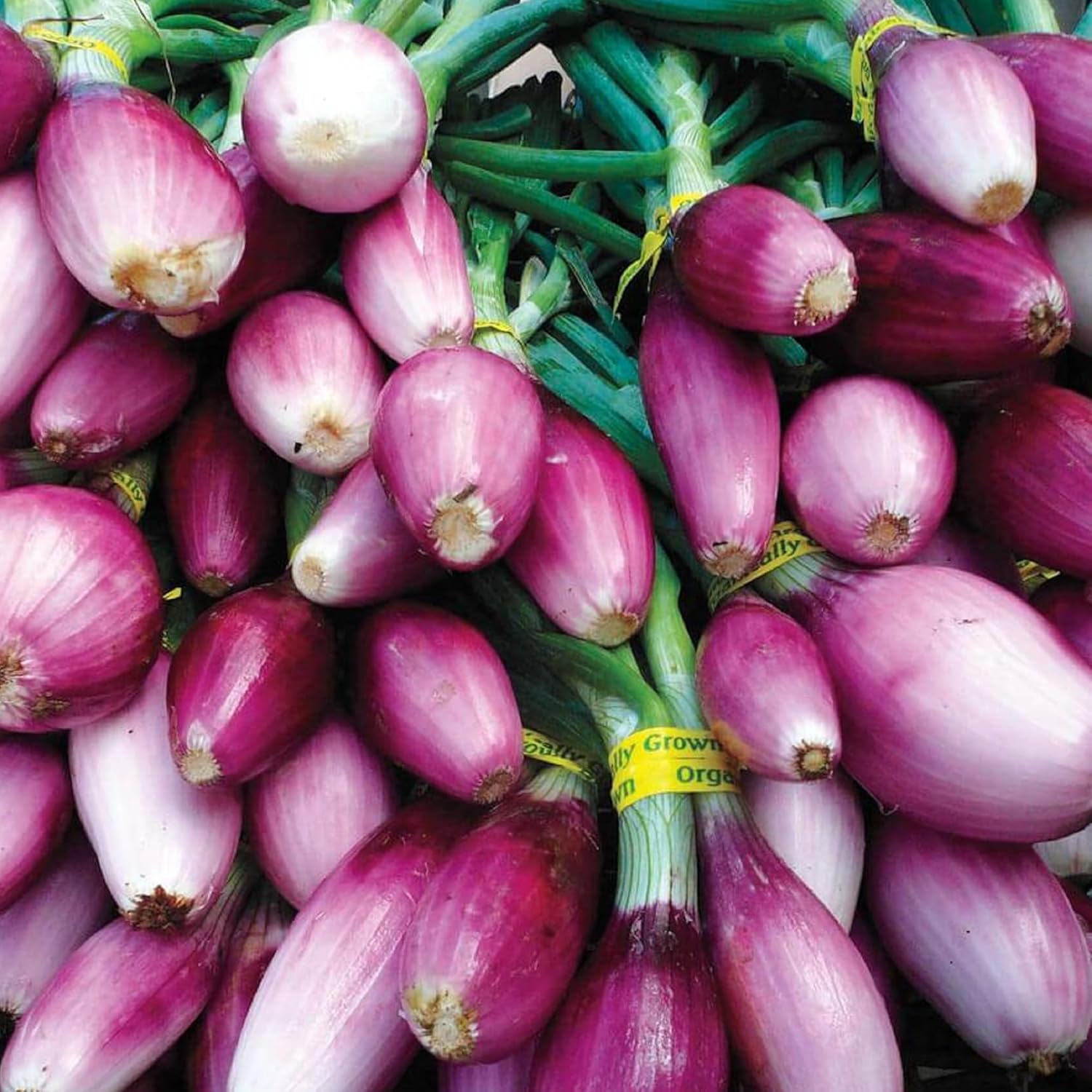 CHUXAY GARDEN Semilla de cebolla Apache 1000 semillas perennes resistentes planta de cebolla comestible verde vegetal exótico encanto condimento