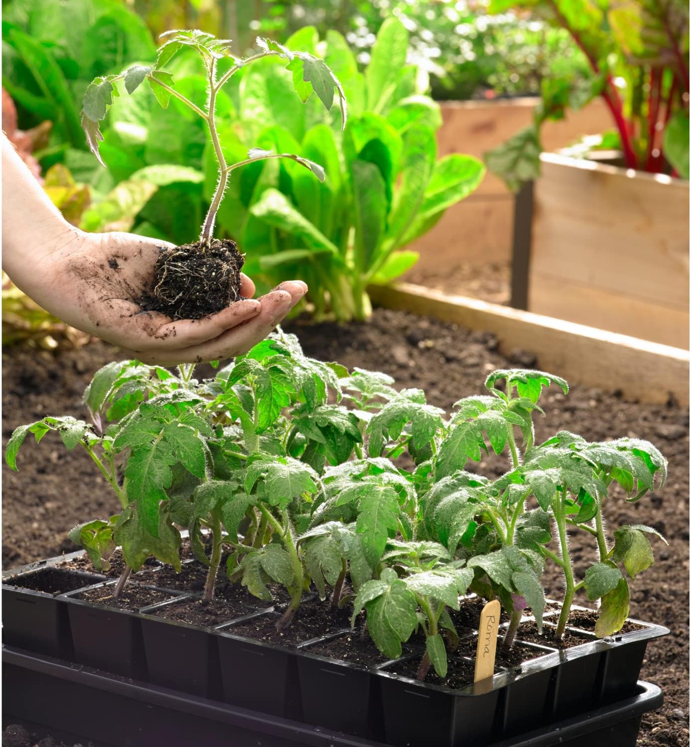 Gardeners Supply Company – Juego de iniciación de semillas  Mini kit de jardinería de invernadero orgánico de riego automático GrowEase con mezcla