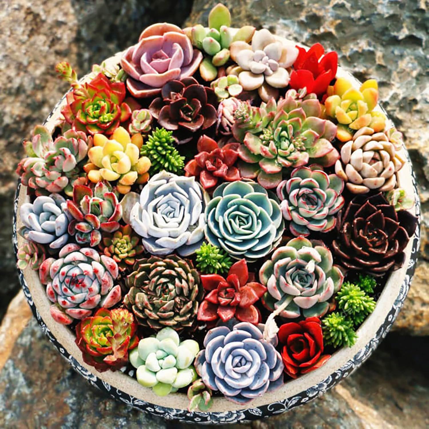 YEGAOL Garden – Semillas de plantas suculentas mixtas fáciles de cuidar, tolerantes a la sequía, decoración de jardín, macetas para interiores y