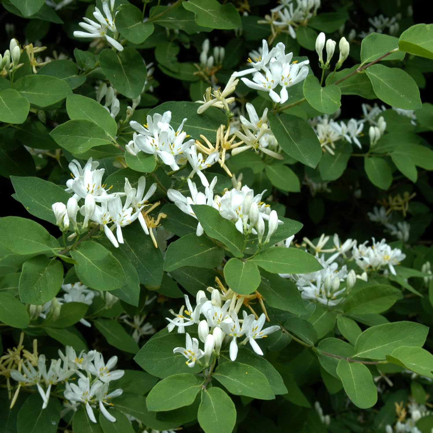 YEGAOL Garden – Semillas de madreselva de arbusto enano Diervilla Lonicera pequeñas, de hoja caduca, atraen abejas y mariposas tolerantes a la