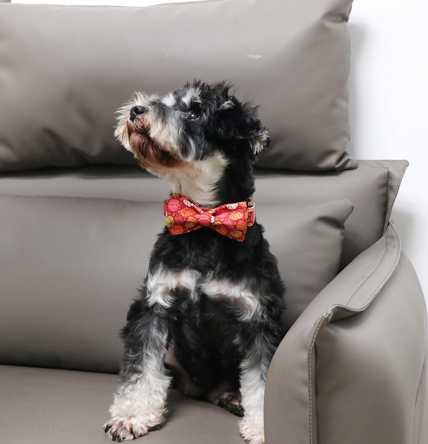 Unique Style Paws Collar de perro de Halloween con lazo de algodón lindo collar de perro con lazo para perros pequeños, medianos y grandes, collar